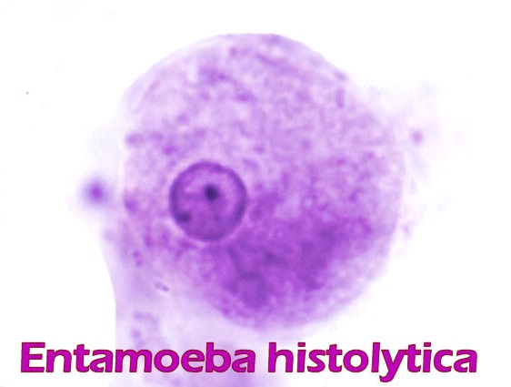 Parasitologie Szabo Scandic 3646